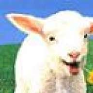 Lamb