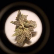 CannaBruh