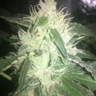 sparky big buds