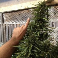 Kannabis Klown