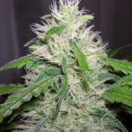 Fruaz