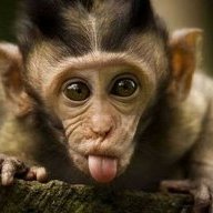 monkeyevolved