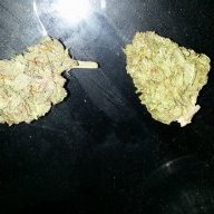 Kushrection