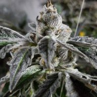golden_trich