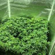 greenthumbP