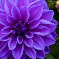purpleflower22