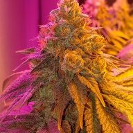 CajungrowerCO