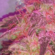Barelylegal405