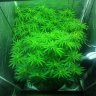 OverGrownCultivation