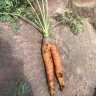 perfect_tree_farmacy