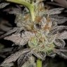 KB Grower