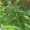 3rd_Eye_Grower
