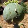 opium grower