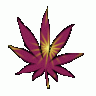 marijuananation