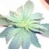 DR.Greenthum