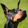 DobermanGuy