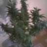 NewbGrower89