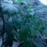 mrfatkid420