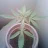 RWTF420