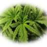 WhatsUp420