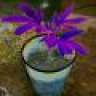 Mr.HappyPlant