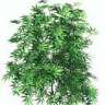 NewGrow420