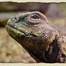 uromastyx