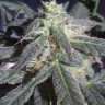 BlowinTrees505