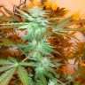 Fuknluve420