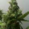 jaytrees420
