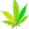 bluntmanan & chronic