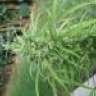Mr.marley8o8