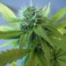 dirtysouthgenetics