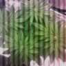 motown crippler