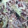 medicinalxtrichomes