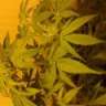 greenworks6