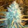 DemonicChronic
