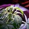 smokedup4u