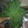 flabi20@yahoo.com