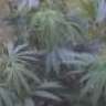maryjane23