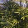 canna_420
