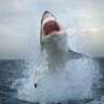 GreatWhiteShark1