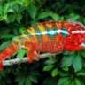 furcifer