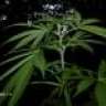 MrSmoker420
