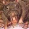 rabid mouse