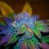 Proudgrower420