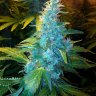 smokehog