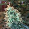 hhstubbornbud
