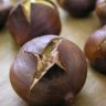 rotten chestnut