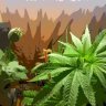 SkunkBudda403